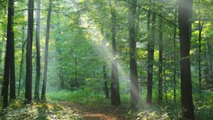 Lorem ipsum dolor sit amet